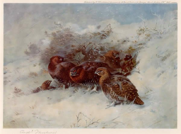 Archibald Thorburn Grouse Sheltering